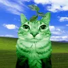 snechxd