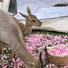 shaimafaysal