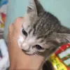 boogsboy