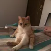 avocado.j0