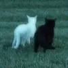 mn_mm22