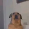 terorblazzeeee