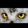 bandit_sopan77