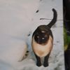 cattiger13