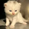 27042006oscar