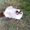 gnubbelbumpf
