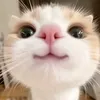mramwn