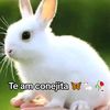 yeseniacaal862