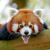ptipandasourire