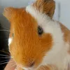 pirulito071