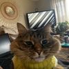 kat0lini