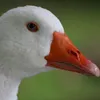 gansokun0