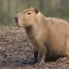 capivara_e_alguma_coisa