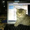 dj_diryaviy