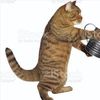 presidentbalincat43
