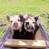 darlasfunnyfarm