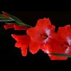 gladiolovirtual