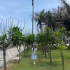 dangkhe.00