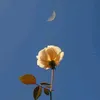 bloomchang