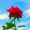 asmani_18