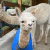 Sunny Island Alpacas Fehmarn