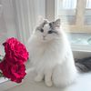 sasha_toby_pinkpaws