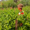Era Baru Petani