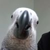african._.bird