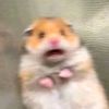 hamsterinaburger