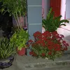 dadilo12_34