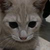 kitsenue_77