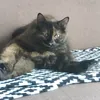 babadui_3
