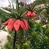 bahez16367