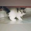 nad_queen26