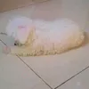 ntsuyvcd