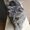 muonvenhaquas