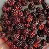 rubus.fruticosus
