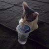 cody_0105
