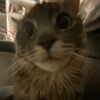 kat_sociool