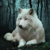 whitewolf514