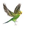 tt.birdslover