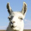 llama_of_doom