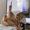 nicdeptraivcl