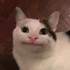 shuttdefukof