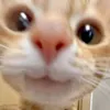 scrtlnc3