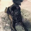 bullylove_sandy
