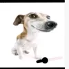 chizychka