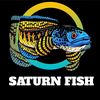 saturnfish