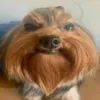 thi_guedez