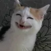 mimicotu